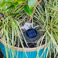 🌤️Solar-Powered Waterproof Outdoor Decorative Light✨